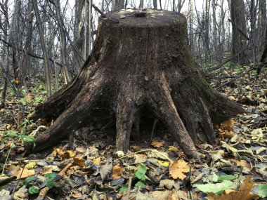 Tarot kartları Tarot