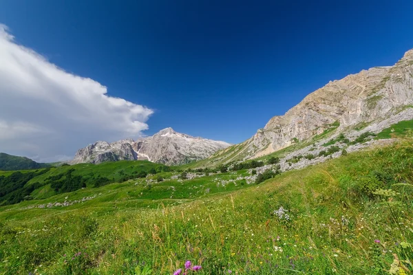 Çiçek güzel alanlar — Stok fotoğraf