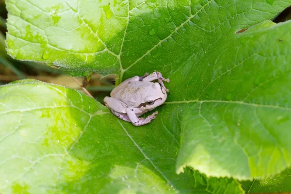 Grenouille blanche — Photo