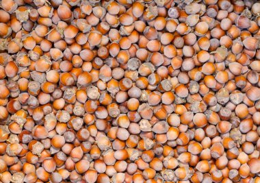 Fındık cilt tedavi edilmezse taze.