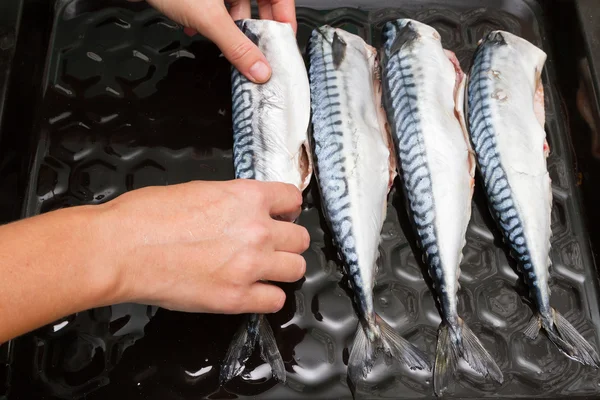 Cozinhar cavala de peixe em uma bandeja no forno — Fotografia de Stock