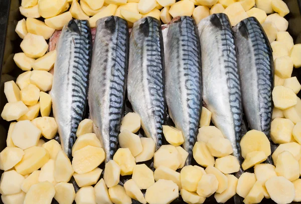 Cozinhar cavala de peixe em uma bandeja no forno — Fotografia de Stock