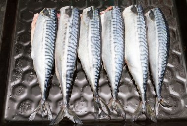 Bir tepsi fırında pişirme balık uskumru