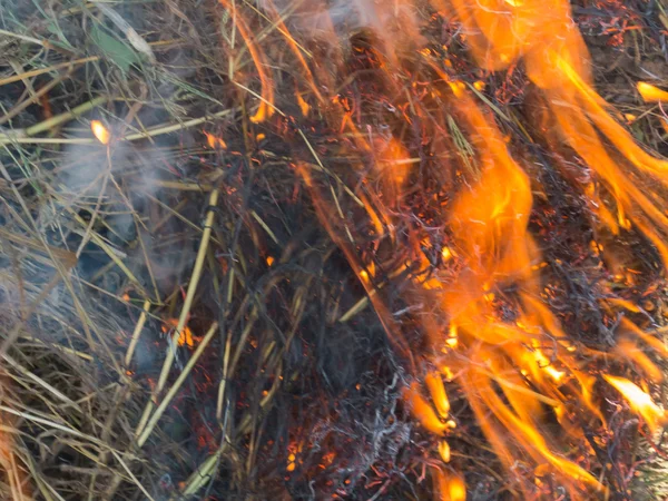 火、火、煙秋の森 — ストック写真