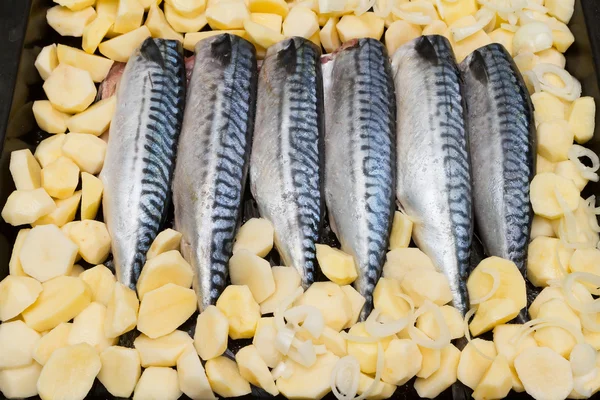 Cozinhar cavala de peixe em uma bandeja no forno — Fotografia de Stock