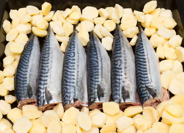 Cozinhar cavala de peixe em uma bandeja no forno — Fotografia de Stock