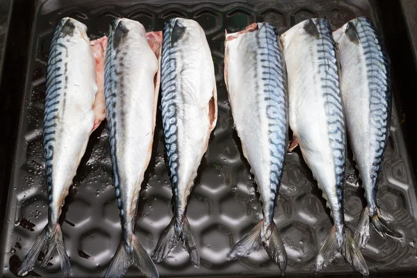 Рыбная скумбрия на подносе в духовке — стоковое фото