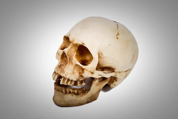 Crânio humano velho isolado no fundo branco . — Fotografia de Stock