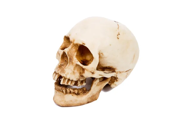 흰색 배경에 고립 된 인간의 두개골. — 스톡 사진