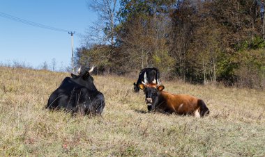Çim üzerinde yalan dinlenme inek.