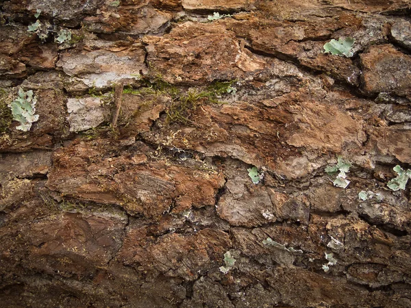 Textura de latido de uma árvore velha . — Fotografia de Stock