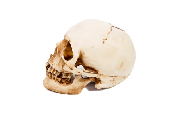Viejo cráneo humano aislado sobre fondo blanco . —  Fotos de Stock