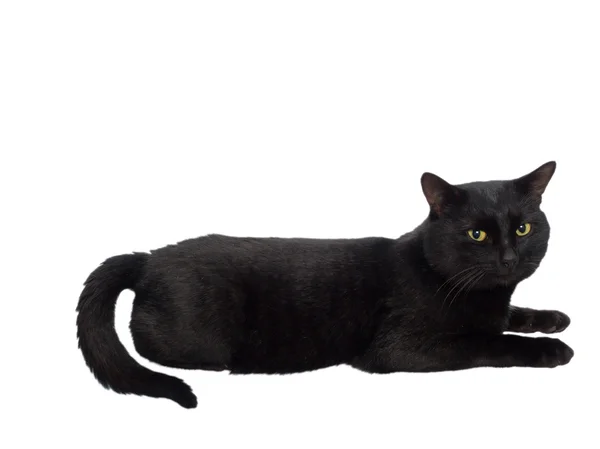 Черный красивый кот — стоковое фото