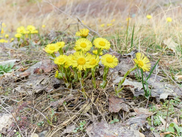 Firsts flowers dandelion  sprout in spring forest. — Stock Photo, Image