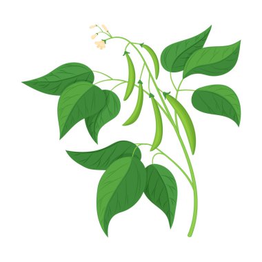 Fasulye vektör karikatür simgesi. Beyaz arka planda vektör illüstrasyon fasulyesi. İzole edilmiş çizgi film çizimi fasulye ikonu .