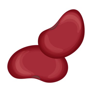 Fasulye vektör karikatür simgesi. Beyaz arka planda vektör illüstrasyon fasulyesi. İzole edilmiş çizgi film çizimi fasulye ikonu .