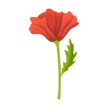 Gelincik çiçeği vektör karikatür simgesi. Beyaz arka planda vektör illüstrasyon afyon kırmızısı. Kırmızı rengin izole edilmiş çizgi film resimleme simgesi.