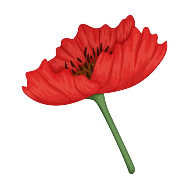 Gelincik çiçeği vektör karikatür simgesi. Beyaz arka planda vektör illüstrasyon afyon kırmızısı. Kırmızı rengin izole edilmiş çizgi film resimleme simgesi.