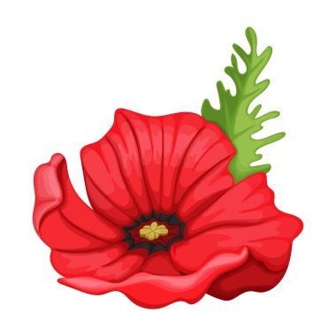 Gelincik çiçeği vektör karikatür simgesi. Beyaz arka planda vektör illüstrasyon afyon kırmızısı. Kırmızı rengin izole edilmiş çizgi film resimleme simgesi.