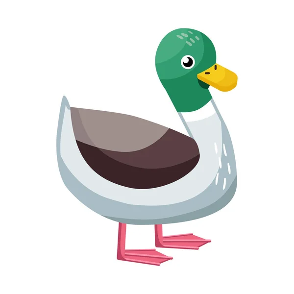 Vector illustration of duck and bird symbol. Collection of duck and drake stock vector illustration. — Stock Vector