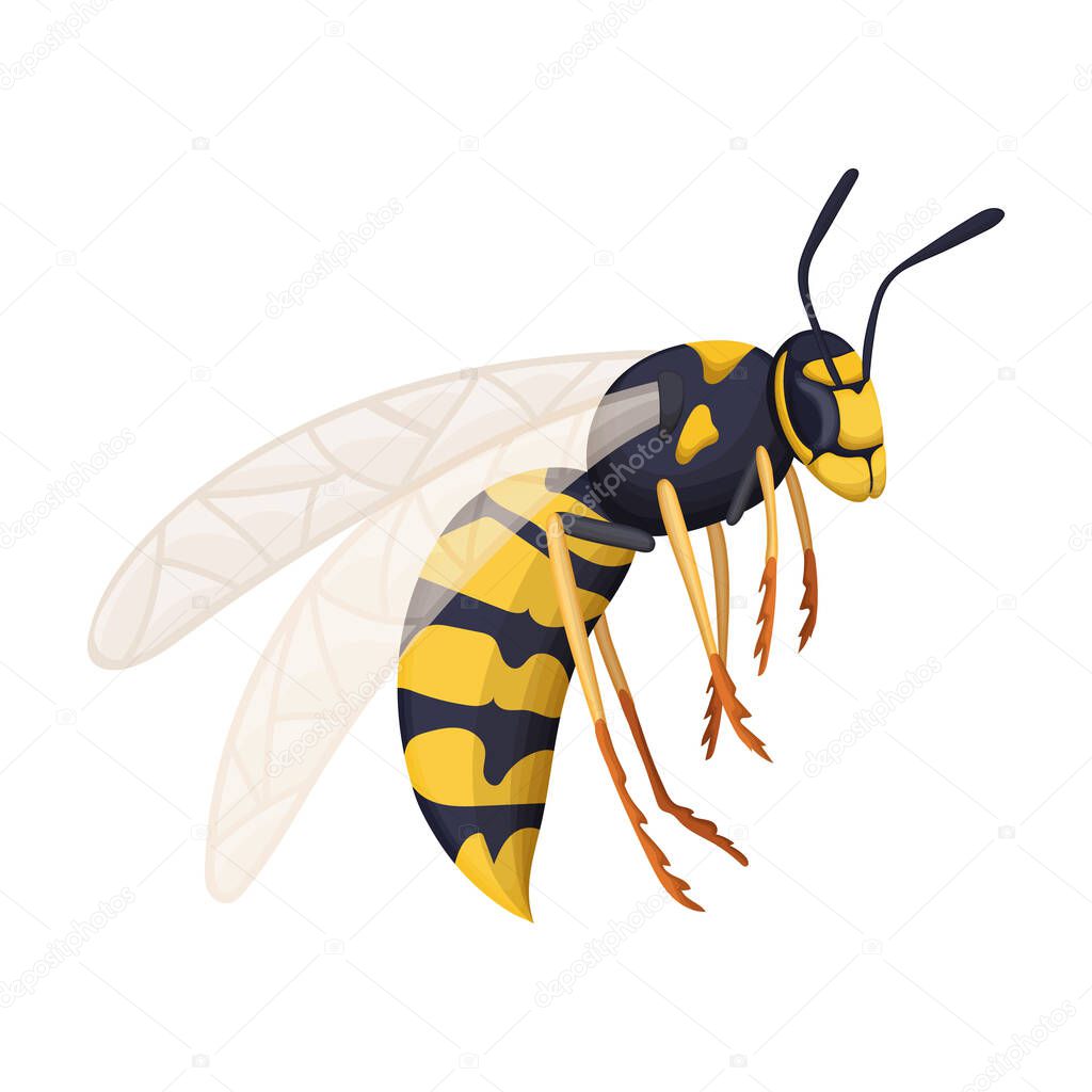 Wasp vector cartoon icon. Vector illustration insect wasp on white background. Isolated cartoon illustration logo of insect hornet.