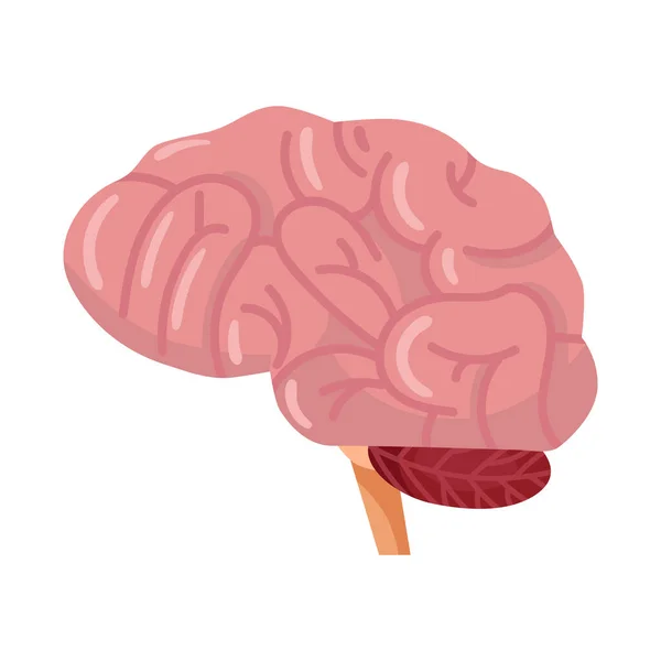 뇌와 인간의 아이콘으로부터 분리 된 물체입니다. 주식을 위한 뇌 그래픽 과 아이디어 벡터 아이콘. — 스톡 벡터