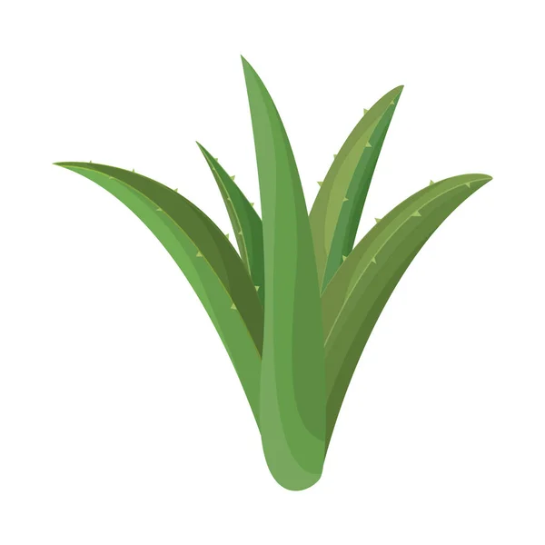 Vektorillustration des Logos von Aloe und Kaktus. Web-Element aus Aloe und grünem Aktiensymbol für Web. — Stockvektor