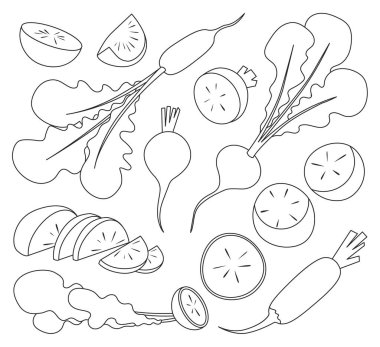 Kırmızı turp vektör ana hatları simgesi. Beyaz arka planda vektör illüstrasyon sebzesi. İzole edilmiş dış hat simgesi kırmızı turp.