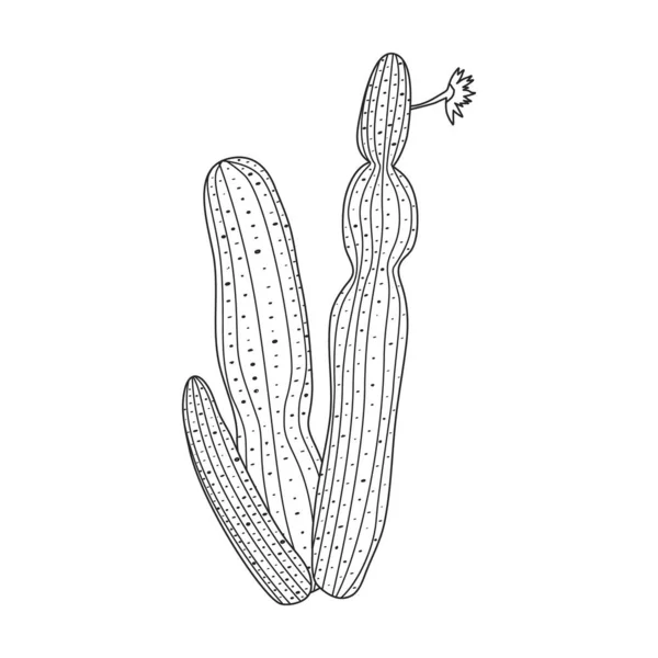 Virág vektor ikon kaktusz körvonalazott vektor ikon elszigetelt fehér háttér kaktusz virág. — Stock Vector