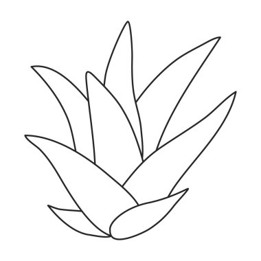 Kaktüs vektör simgesi. Beyaz arkaplan kaktüsünde izole edilmiş ana vektör simgesi. .