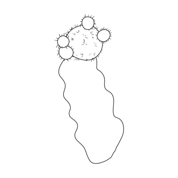 Icona vettoriale di cactus. Icona vettoriale di contorno isolata su cactus di sfondo bianco . — Vettoriale Stock