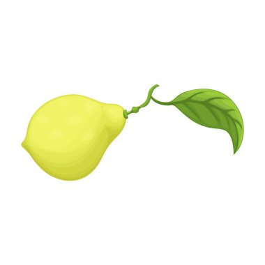 Bergamot vektör karikatür simgesi. Beyaz arka planda vektör illüstrasyon kireci. Bergamot 'un izole çizgi film illüstrasyon simgesi .