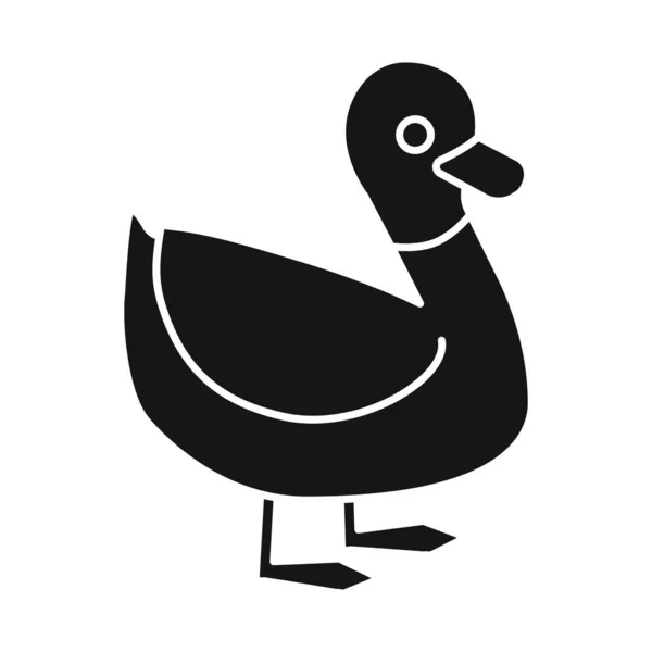 Design vetorial do ícone de pato e pássaro. Conjunto de pato e desenho ilustração vetorial. —  Vetores de Stock