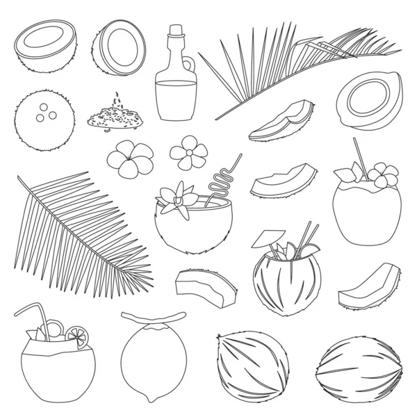 Coconut isolated outline set icon. Vector illustration coco on white background. Vector outline set icon coconut. — Stock Vector