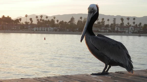 Santa Barbara iskelede Pelikan — Stok fotoğraf