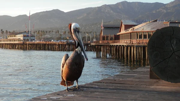 Santa Barbara iskelede Pelikan — Stok fotoğraf