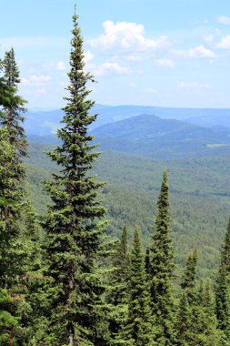 Orman ve dağ manzarası