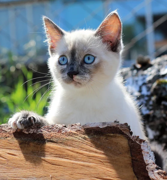 Beyaz, mavi gözlü yavru kedi
