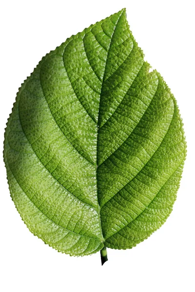 Green leaf  on a white background — Stock Photo, Image