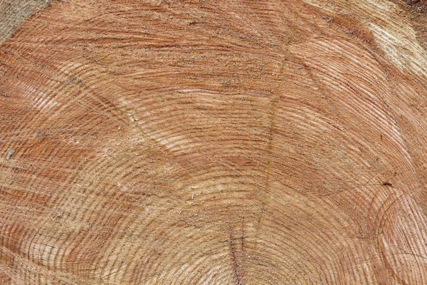 section of a tree trunk
