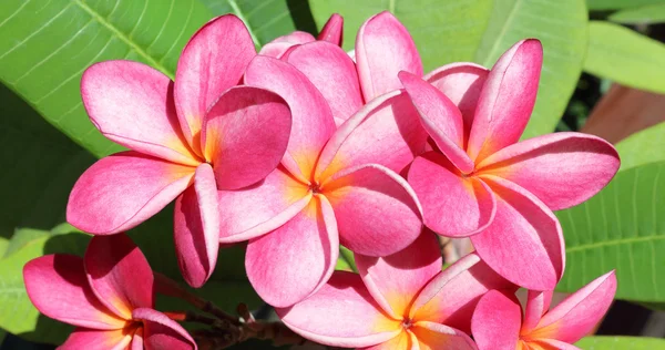 Frangipani flores em folhas verdes — Fotografia de Stock