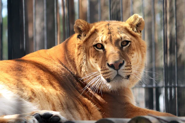 Liger 로열티 프리 스톡 이미지