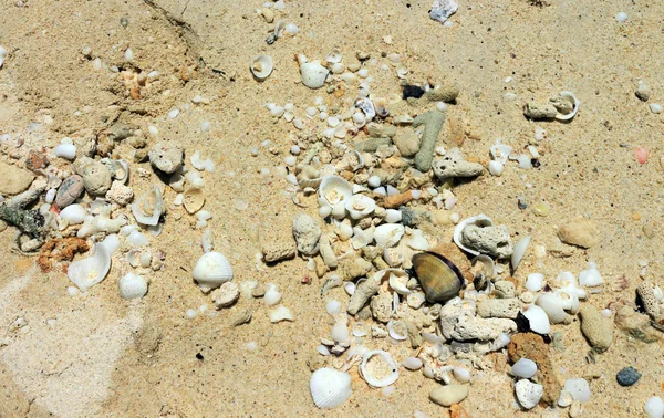 Shells and corals on sand — Stock Photo, Image