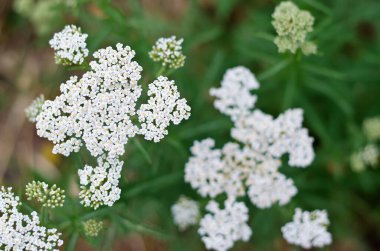 Alüminyum folyo çiçekleri. Çiçek açarken yabani bitkiler yetiştiriyor. Yeşil yapraklardan oluşan arka planda kuşak çiçekleri.