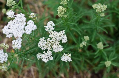 Alüminyum folyo çiçekleri. Çiçek açarken yabani bitkiler yetiştiriyor. Yeşil yapraklardan oluşan arka planda kuşak çiçekleri.