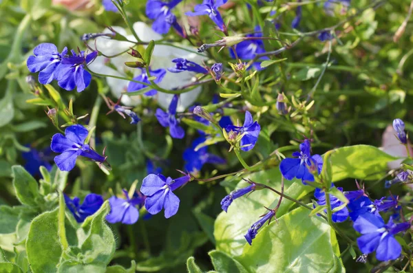 Kuzey Kafkasya Büyüyen Meadow Gentian Çayırda Mavi Bir Çiçek Nadir — Stok fotoğraf
