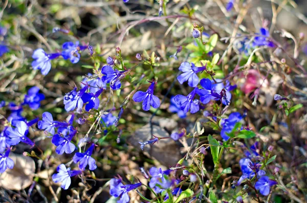 Kuzey Kafkasya Büyüyen Meadow Gentian Çayırda Mavi Bir Çiçek Nadir — Stok fotoğraf