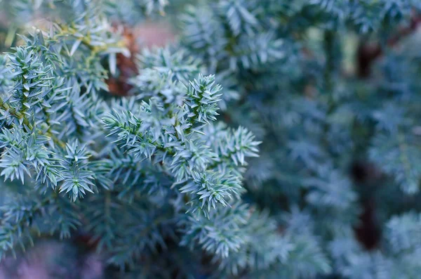 Ramas Hermoso Azul Juniperus Squamata Azul Estrella Cultivada Jardín Imágenes De Stock Sin Royalties Gratis