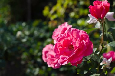 Bahçedeki yeşil yaprakların arasında bir çalılıkta çiçekler. Pembe gül çiçeği bahçedeki yeşil yaprakların arka planına yakın duruyor. Güzel pembe güller bir yaz günü çiçek açıyor..