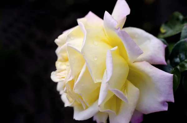 Flower Yellow Pink Rose Dark Background — Stock Photo, Image